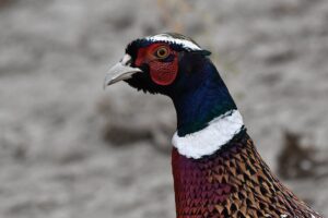 Pheasant hunters descend on the shore of Mud Lake