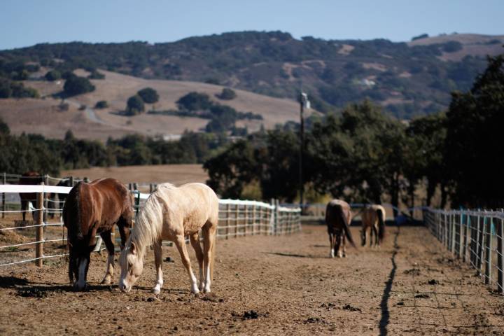 Santa Clara County takes a step back on agricultural rezoning plan following backlash from small farmers, equestrians and wineries