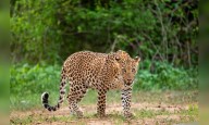 Centre approves India's first leopard birth control programme in Maharashtra