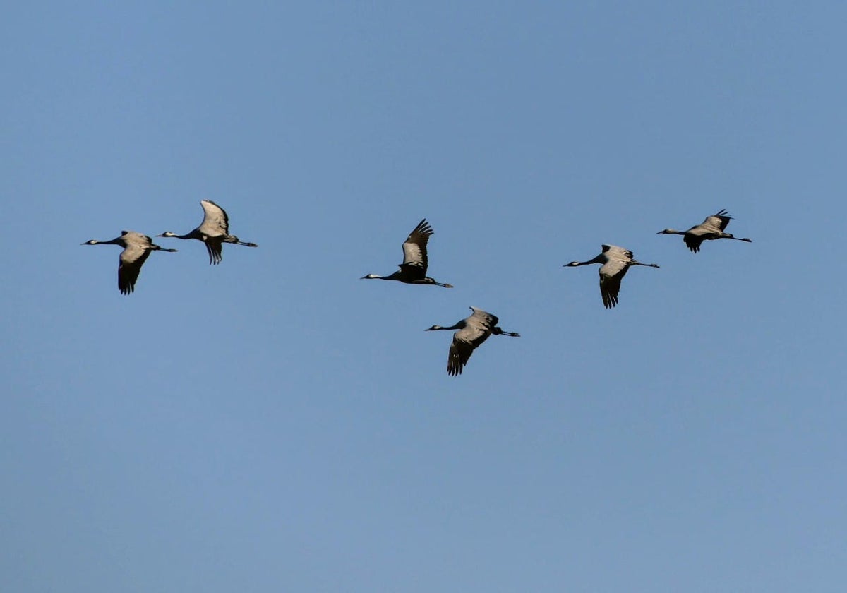 Confirmados dos casos de gripe aviar en Salamanca