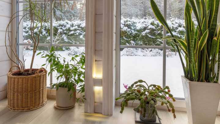 Grow This Plant Indoors For Stunning Red Blooms During The Winter