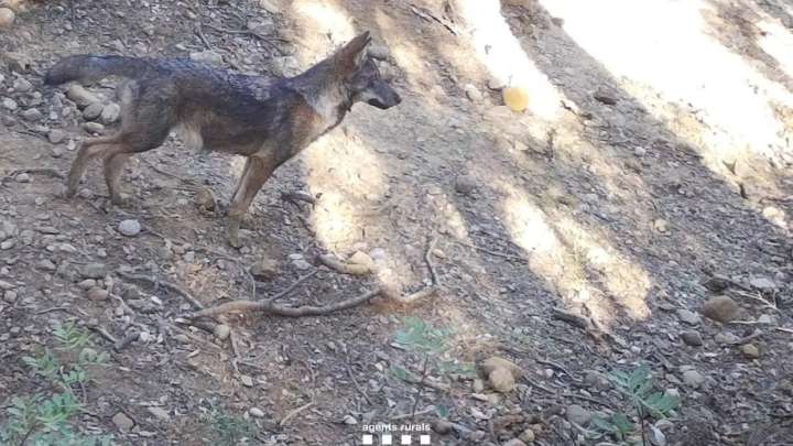 Nacen tres crías de lobo en Catalunya, las primeras en 100 años