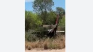 Salta: se estrelló una avioneta que llevaba más de 130 kilos de cocaína