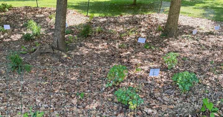 Give caterpillars a 'soft landing' under your trees. The ecosystem will thank you