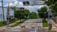 See where to look out in Bloomington to avoid a deer