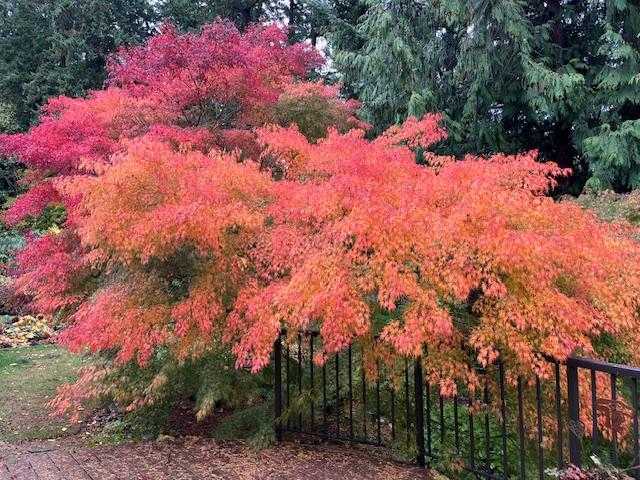 Scene in Edmonds: Around town Saturday