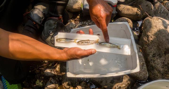 Contributor: Salmon's comeback pits nature against Trump administration