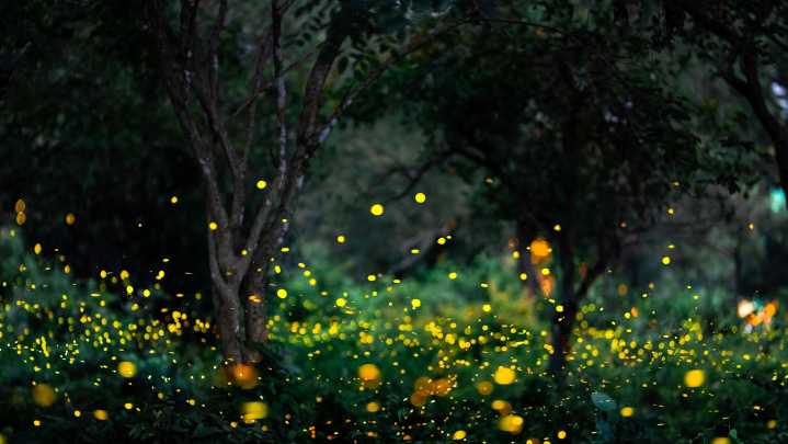 The Fall Maintenance Task That Can Lead To More Fireflies In Your Yard During Summer