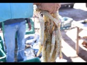 Sonora cerca de superar la cosecha de camarón en granjas acuícolas