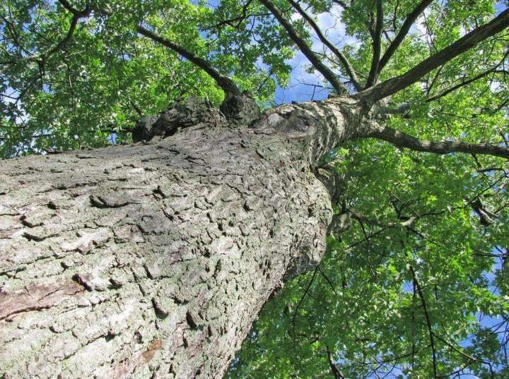 Grey County council votes in favour of climate action plan review