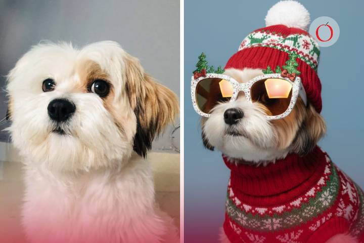 Así puedes crear increíbles fotos navideñas de tu mascota con inteligencia artificial
