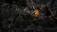 Venomous 'Murder Hornets' Kill Two American Tourists on Vacation in Laos