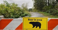 Two grizzlies caught in Bella Coola, B.C.; DNA tests may confirm any link to attack