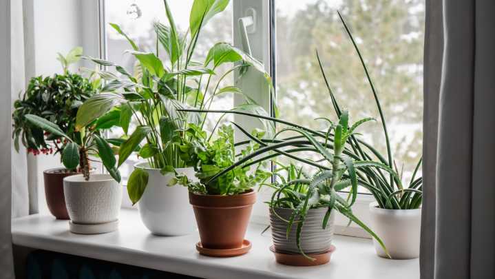 The Unique Tropical Houseplant That Stays Small And Is Easy To Maintain