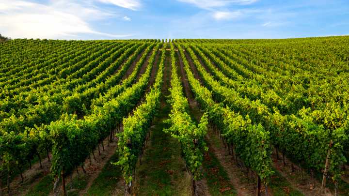 Hidden Gem Wineries In California You Need To Visit