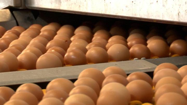 Ante la gripe aviar, la industria avícola garantiza el suministro de huevos