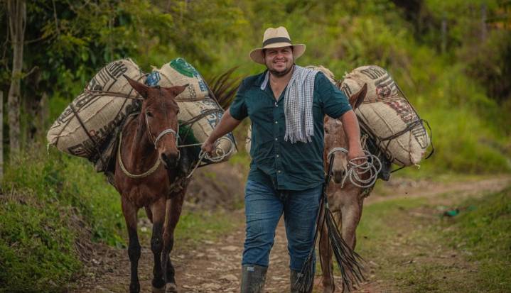 Así garantiza el modelo cooperativo colombiano la compra del café durante todo el año