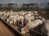 Trump's tariff cut may ease pain for coffee and beef lovers