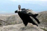 Récord histórico: avistan más de 90 cóndores andinos en Mendoza