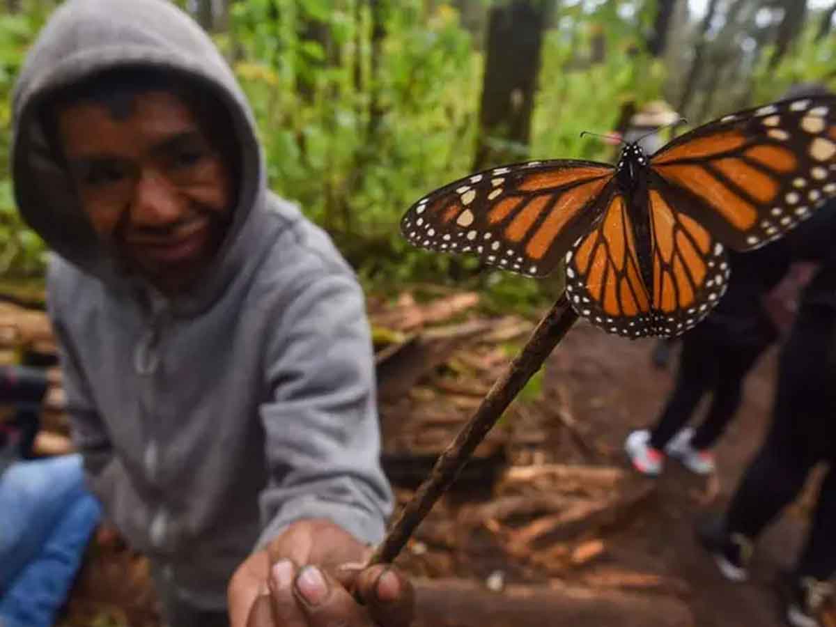 Llega a Michoacán la primera mariposa monarca con transmisor satelital