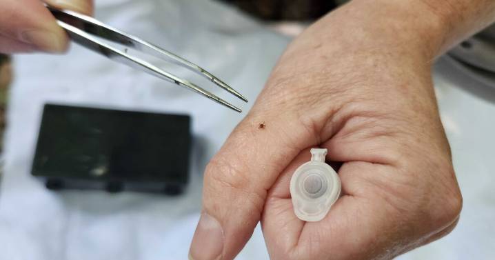 What is alpha-gal syndrome? Tickborne red meat allergy on the rise in Missouri