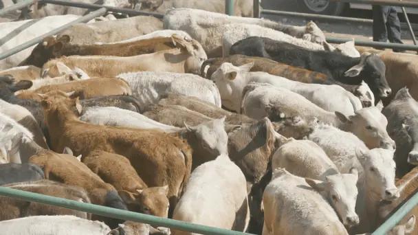 México mantiene contenido el brote de gusano barrenador