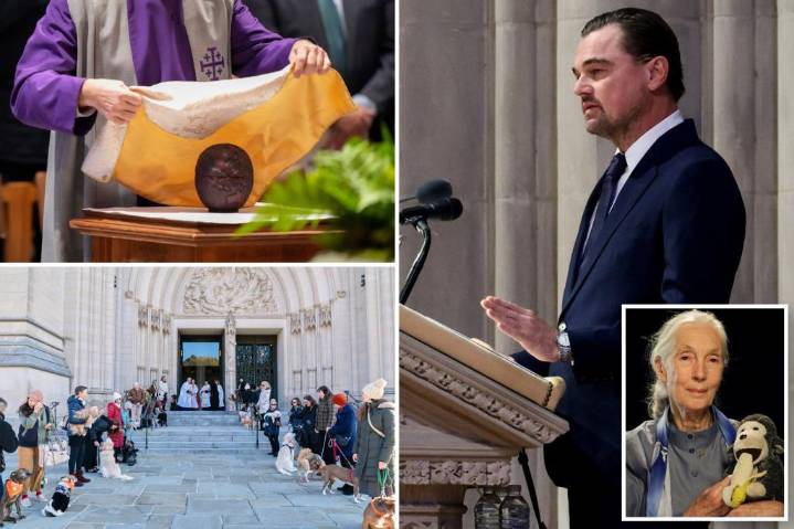 Jane Goodall laid to rest in moving funeral attended by rescue dogs, Leonardo DiCaprio