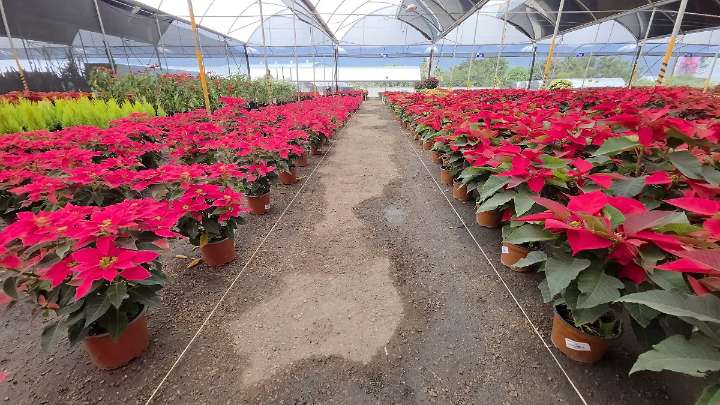 Conaplor Casasano abre la Expo Nochebuena 2025 con precios accesibles