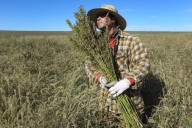 Hemp industry plans to lobby Congress before ban starts