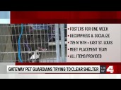 Clear the Shelters: How you can help shelter dogs this Thanksgiving