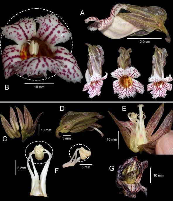 Oxapampa: Descubren cuatro nuevas especies de flora en el Parque Nacional Yanachaga Chemillén