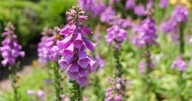 It's last call for planting some cool-season flowers. Dan Gill explains the 4 types