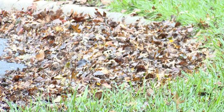 FIRST ALERT WEATHER: A guide to fall leaf clean