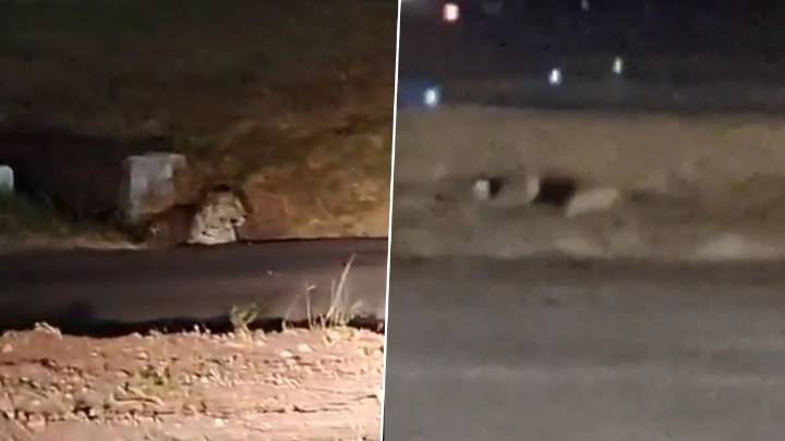 Leopard Spotted Again at Pune Airport; Forest Officials Begin Capture Efforts