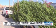 First tree arrives for Holly Jolly Brawley