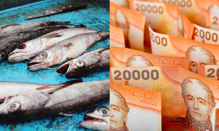 Pescadería deberá pagar más de $1 millón de multa por vender merluza en periodo de veda