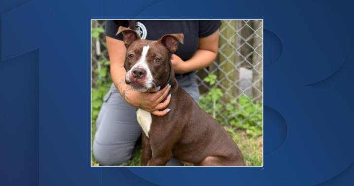 Lexington woman wanted on animal cruelty charges after dog found locked in crate covered in waste