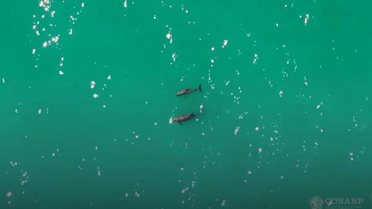 Vaquita marina: reportan avistamiento de hasta 10 ejemplares y nuevas crías; su recuperación podría llevar hasta 20 años