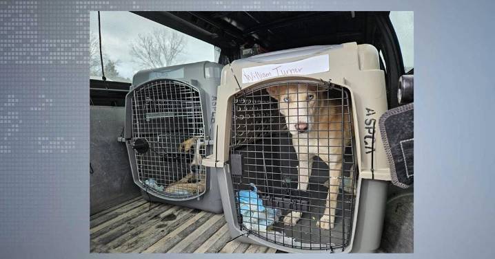 Fifteen New Mexico shelter dogs arrive in Madison