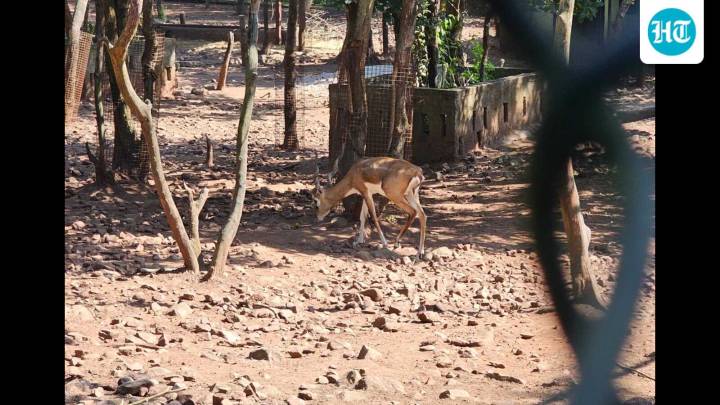 29 Blackbucks found dead in Belagavi zoo: Officials