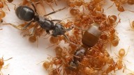 A Parasite Tricks Ants Into Killing Their Own Queen, Chilling Footage Reveals