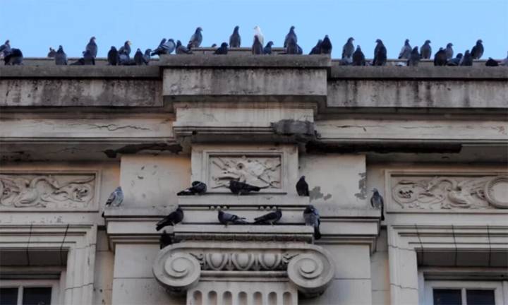 Lanzan programa destinado a controlar la sobrepoblación de palomas en Bahía