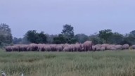Elephant raids leave Assam farmers facing crop loss and fear