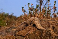 Protecting pangolins IRL, not just on paper: Interview with conservationist Kumar Paudel
