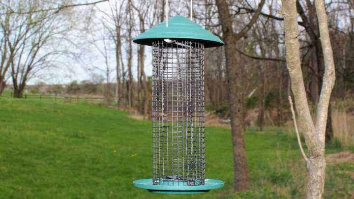 Out Of Bird Seed? Attract Colorful Birds Using Something Already In Your Kitchen