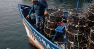 Subpesca desarrolla 7 medidas que ampliarán el abanico de recursos a los que pueden acceder pescadores artesanales