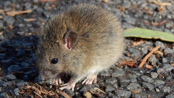 La catastrófica deforestación que provocó el 'ecocidio' de Rapa Nui no fue solo culpa de los humanos: las ratas fueron la principal causa