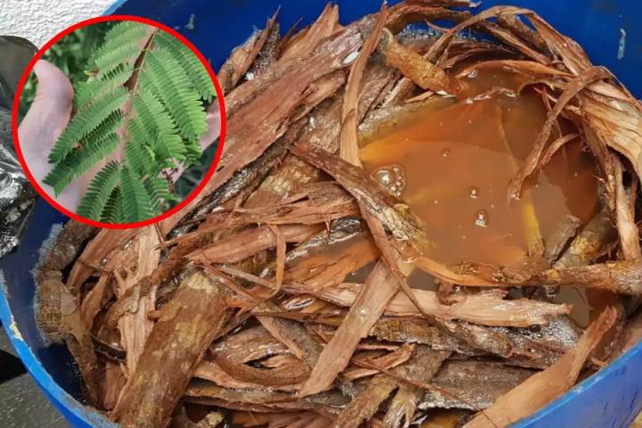 Chukum: el árbol de Yucatán que marcó tendencia en la arquitectura