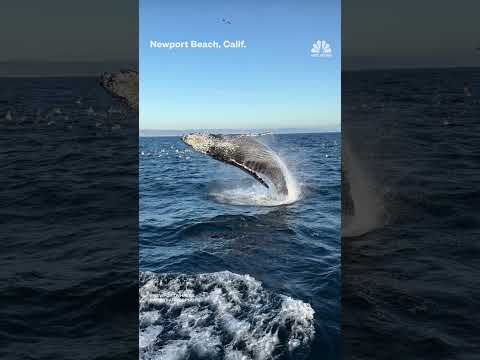 Up-close humpback surprises California whale watchers