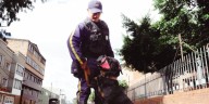Los perros de empresas de vigilancia tendrán horario de trabajo y nuevas reglas en Colombia: esta es la resolución de la Superintendencia